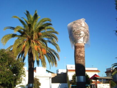 El picudo rojo o curculionido   sigue de huésped  en Chipiona