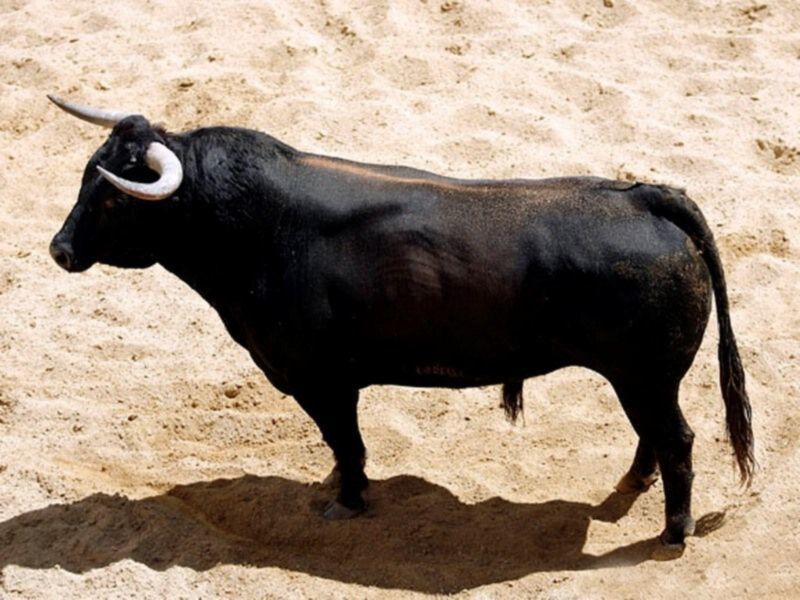 Orden de lidia de los toros de Hrdos. del Excmo. Sr. Conde de la Maza par a la quinta de abono en Sevilla