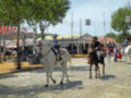 Caballos blancos y negros en un evento al aire libre con decoración festiva y personas caminando en el fondo.