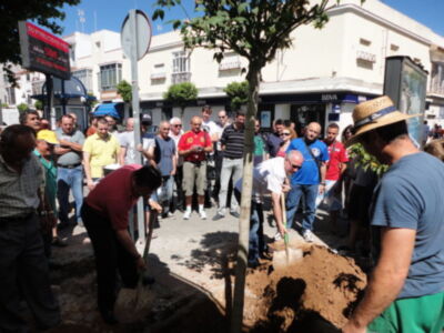 CANS planta un árbol en el lugar de la Plaza de Abastos donde fue talado otro(Chipiona)