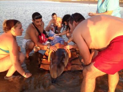 Varamiento de zifio en Chipiona