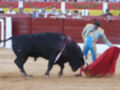 Un torero con un chaleco de color azul y amarillo, sostiene una capa roja mientras un toro negro se enfrenta a él en el ring de la plaza de toros. El público observa desde los muros rojos detrás del toro.