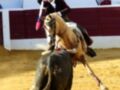 Un jinete monta un caballo blanco en una corrida de toros, con un toro negro a su lado. La imagen se toma en una plaza de toros con paredes rojas y azules, mientras que el público observa desde los asientos.