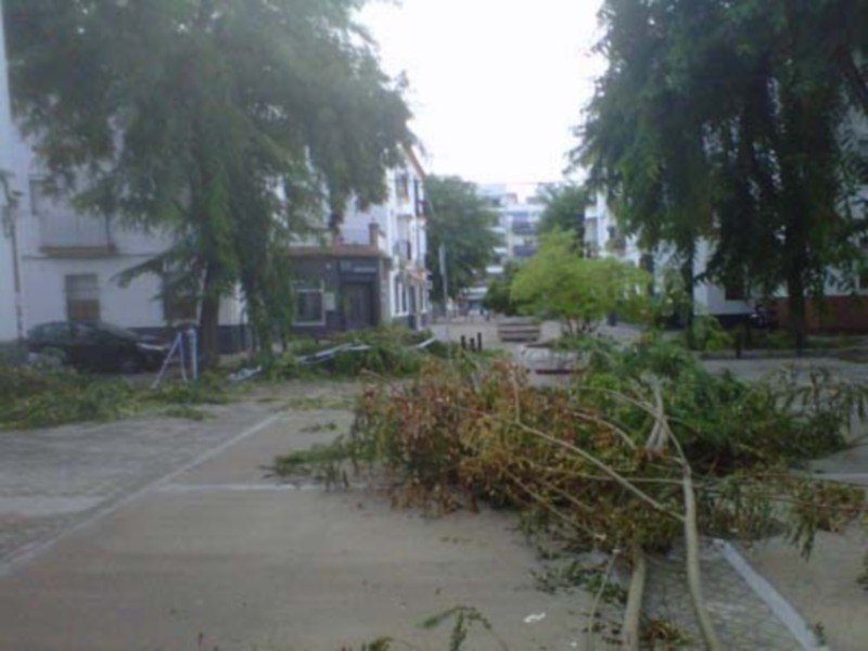 Ramas rotas de árboles en la calle Béjar, en Sevilla caen al suelo y ponen en riesgo la seguridad de los peatones que circulan.