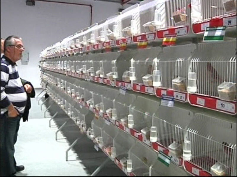 Chipiona acogió del 1 al 4 de noviembre dos muestras ornitológicas con más de dos mil ejemplares(Chipiona)  