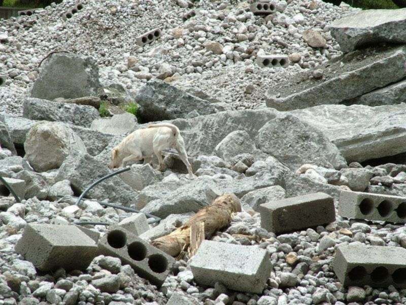 LA IMPORTANCIA DE LA MOTIVACIÓN, RIGUROSIDAD Y DISCIPLINA EN EL RESCATE CANINO