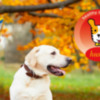 La empresa de productos para mascotas Husse recomienda qué hacer antes de viajar con un animal de compañía