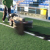El Ayuntamiento de Chipiona realiza una actuación de mantenimiento especial en el césped artificial del Gutiérrez Amérigo