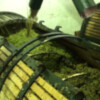 Bodegas César Florido comienza la vendimia 2014