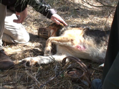 La Guardia Civil socorre en pocos días al segundo perro atrapado por un cepo colocado de manera ilegal.(Chipiona) 