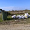 El CANS pide colaboración ciudadana para localizar al responsable de un incívico vertido de escombros en una zona natural(Chipiona)