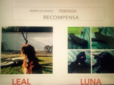 Se buscan dos perros desaparecidos hace 22 días en el parque Porzuna de Mairena del Aljarafe