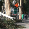 Medio Ambiente concluye la poda de olivos y plátanos de paseo para minimizar los problemas de alergia que ocasionan(Chipiona)  