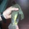 El Cans anuncia la recuperación de un ejemplar de la especie amenazada Pito Real gracias a la colaboración ciudadana(Chipiona)
