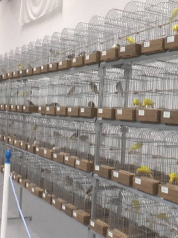 La cuarta edición de la Exposición Ornitológica Ciudad de Chipiona contará este año con casi 1.300 ejemplares  