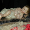 Sevilla. La imagen del Niño Jesús fue entronizado en la carroza del nacimiento de la cabalgata de Reyes Magos de Sevilla