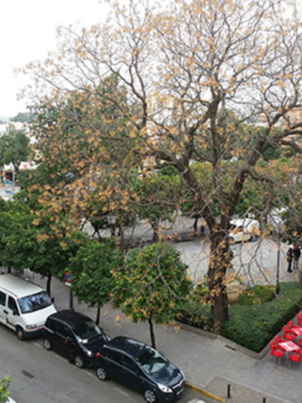 Las Melias en las calles de Sevilla