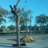 El Ayuntamiento de Sevilla repone el arbolado extraído de la rotonda de Triana que se tuvo que retirar para realizar la remodelación del cruce que conecta Triana con Cartuja