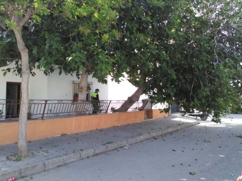 El temporal de viento deja destrozos múltiples en el arbolado aunque no ha habido incidentes personales ni materiales graves