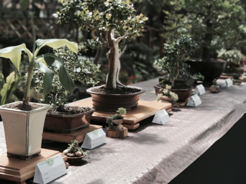 Rivera Garden se convirtió el pasado fin de semana en epicentro del mundo del bonsai con dos cursos prácticos y la exposición anual