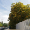 Florecen las Tipuanas en Sevilla