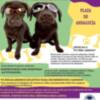 Chipidog celebra este sábado una jornada de actividades para los amantes de los perros y promover la adopción de esos animales