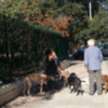 En Sevilla ciudad hay más de 180.000 perros