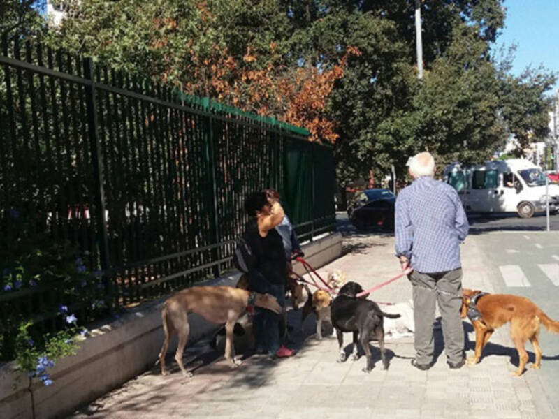 En Sevilla ciudad hay más de 180.000 perros
