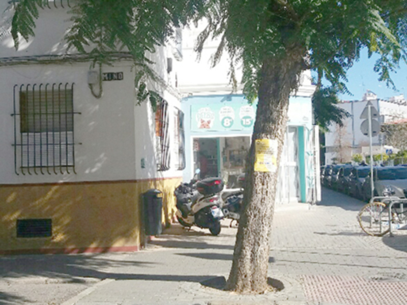 Publicidad en el arbolado urbano de Sevilla