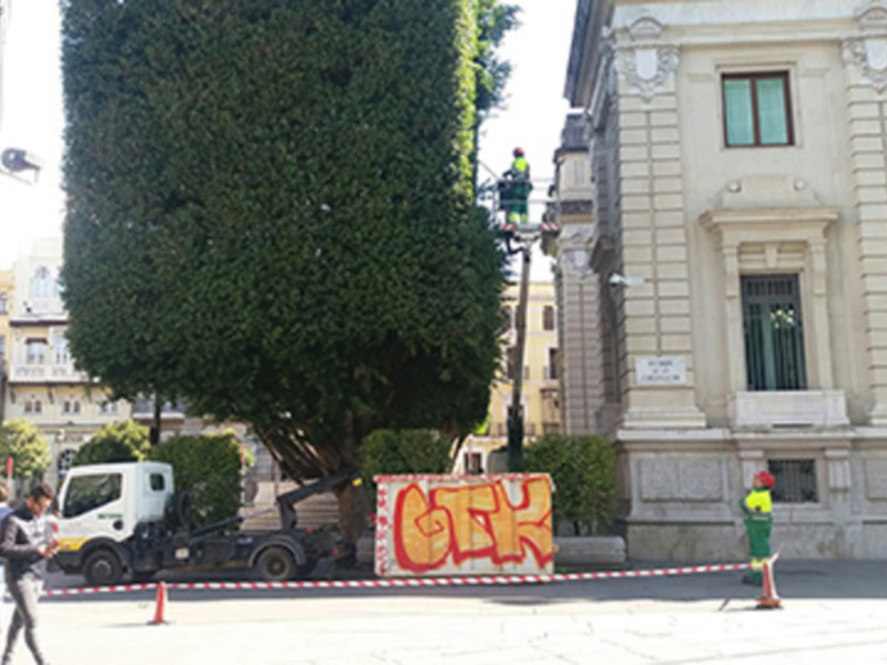 El Ayuntamiento de Sevilla realiza trabajos de poda en el centro urbano.