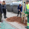 La campaña de plantación de árboles sigue por los distritos Los Remedios, San Pablo-Santa Justa y Nervión
