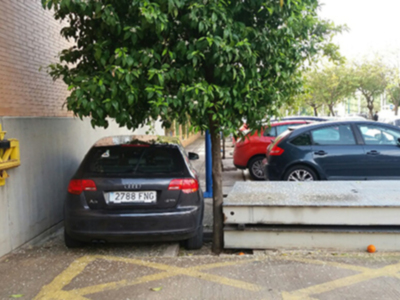 Continúa la agresión al arbolado urbano