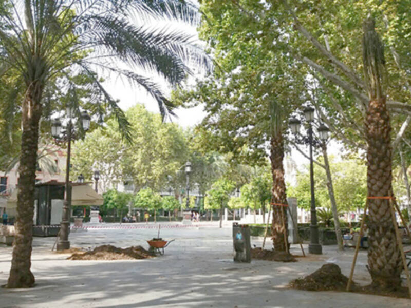 Plantación de palmeras datileras en la Plaza Nueva de Sevilla