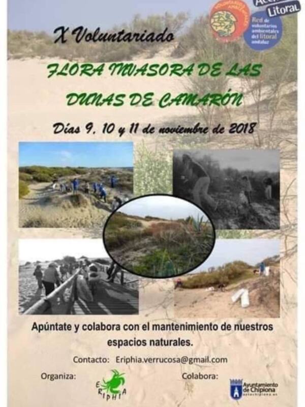 La asociación Eriphia convoca este fin de semana a sus jornadas de erradicación de flora invasora en el cordón dunar de Chipiona