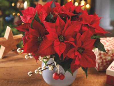 Un hermoso ramo de flores rojas en un jarrón blanco, con detalles navideños como estrellas y adornos de madera. La imagen evoca la magia del invierno navideño, con un ambiente festivo y cálido.