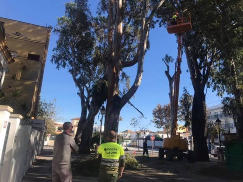 El Ayuntamiento realiza una poda de mantenimiento y saneamiento de los eucaliptos centenarios de la avenida de Jerez