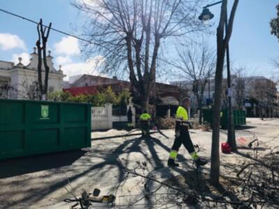 El plan anual de poda acomete la segunda fase de la avenida de Regla