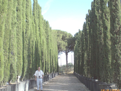 Un hombre camina entre dos filas de árboles altos y verdes, con un cielo azul claro en el fondo.