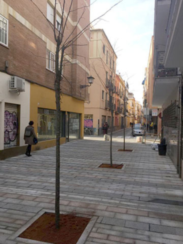 Plantación de Jaboneros en la calle Baños, en Sevilla
