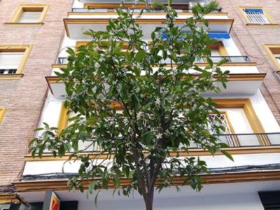 Florecen los naranjos en Sevilla y se adelantan a su floración habitual.