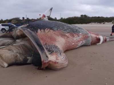 El CANS confirma que la ballena aparecida hoy en Chipiona es un  rorcual común