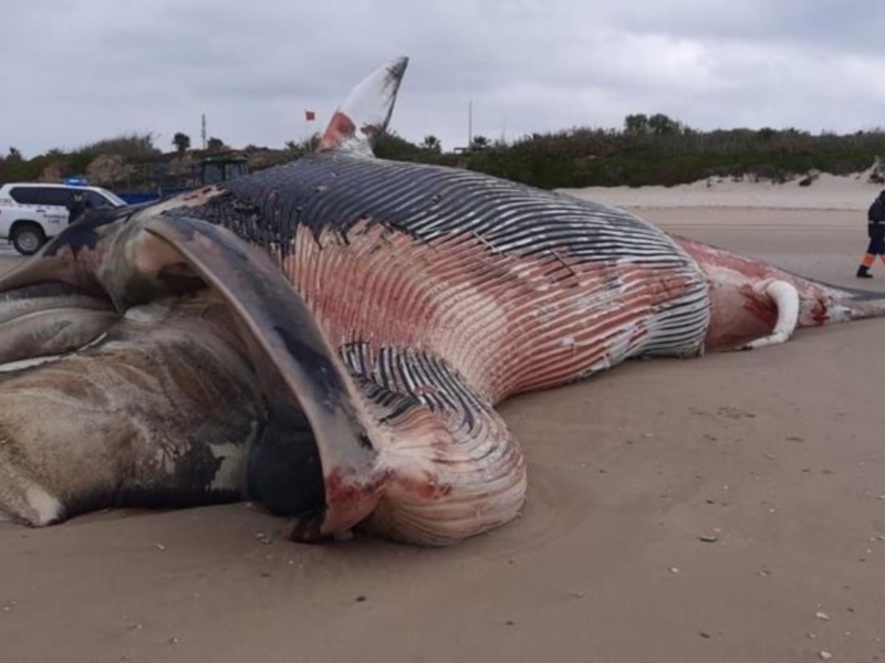 El CANS confirma que la ballena aparecida hoy en Chipiona es un  rorcual común