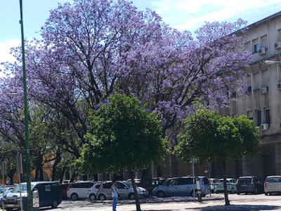 El espectáculo de la floración de las Jacarandas en Sevilla.