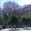 El espectáculo de la floración de las Jacarandas en Sevilla.
