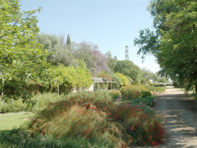 El Aboreto del Carambolo en Sevilla.
