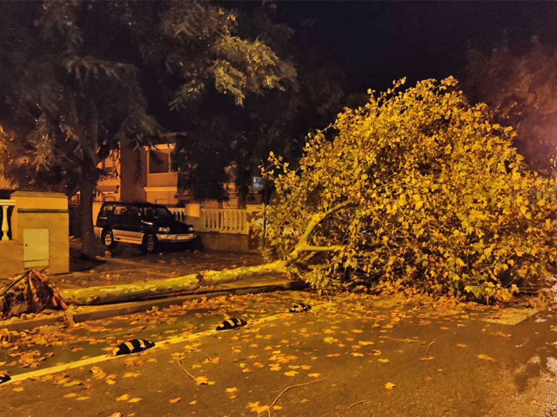 Las fuertes rachas de viento de la tormenta de ayer provocaron desprendimientos de ramas y la caída de una palmera en Chipiona