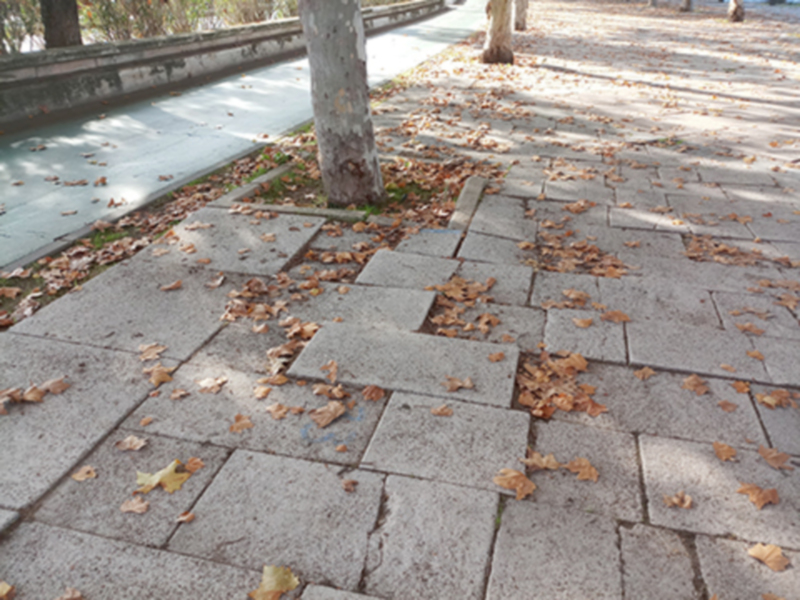 La remodelación de la calle Torneo pone en riesgo a 685 árboles (plátanos).