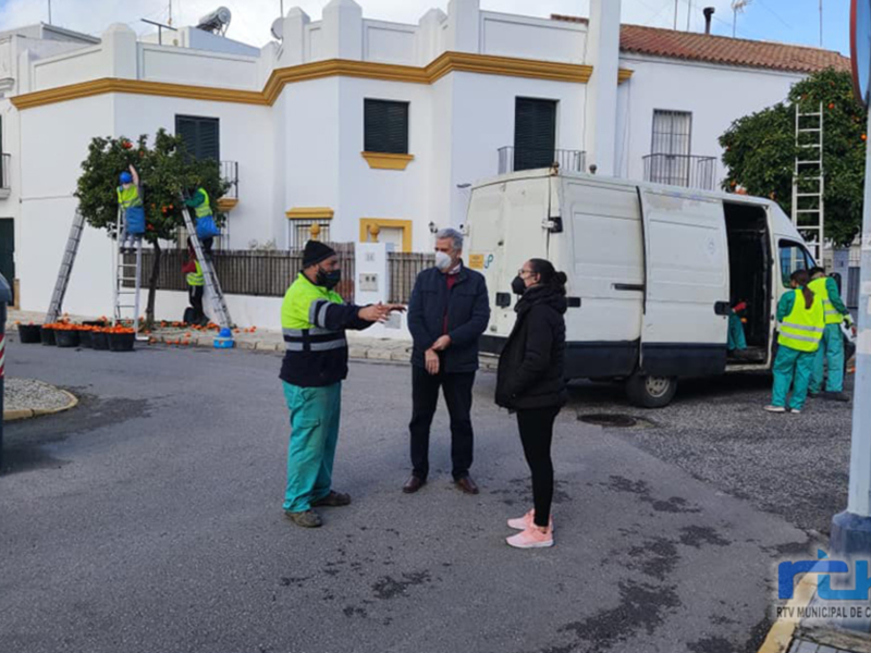 El Ayuntamiento de Chipiona retira los frutos de 300 naranjos para mejorar la limpieza y la seguridad en las vías públicas