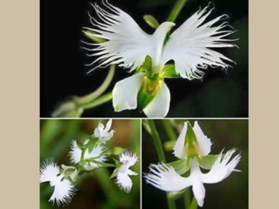 La Peristeria, la flor del Espíritu Santo.