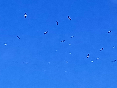 Llega a Sevilla la “Primavera Biológica”.